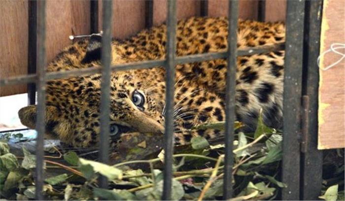 उत्तराखंड में आदमखोर तेंदुआ पकड़ा गया उत्तराखंड में आदमखोर तेंदुआ पकड़ा गया