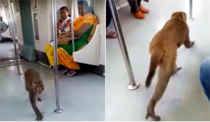 जब दिल्ली मेट्रो में बंदर ने किया सफर