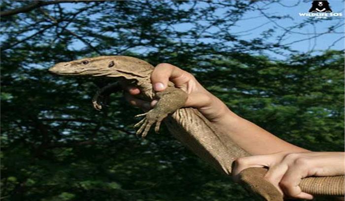 दिल्ली सचिवालय में गिरगिट 