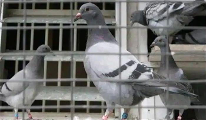 दिल्ली में उल्लू, कबूतर और बगुलों में बर्ड फ्लू संक्रमण की पुष्टि 