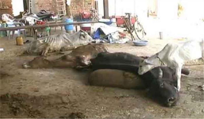 दिल्ली की गौशाला में मृत पाई गईं 36 गायें