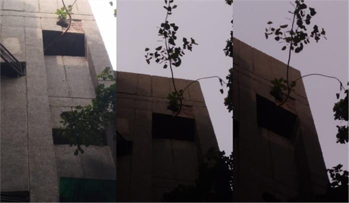 दिल्ली में फ्लैट की छत से निकला पीपल का पेड़, पीएमओ का दरवाजा खटखटाया