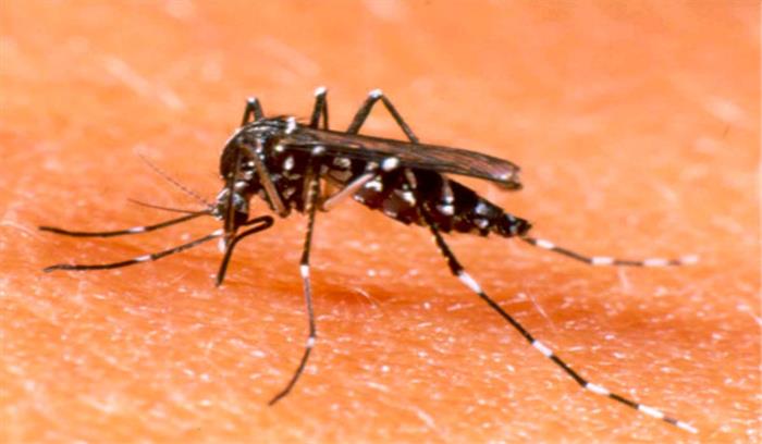 डेंगू रोग निंयत्रण के सरकारी दावे केवल जनता को बहकाने के लिए