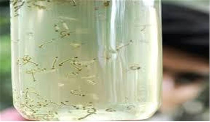 साढ़े पांच हजार जगहों पर मिला डेंगू का लार्वा