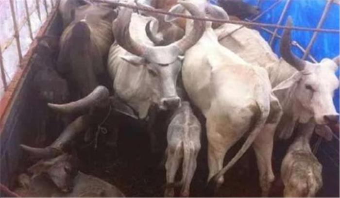 उत्तर प्रदेश: 33 गोवंश के साथ तीन तस्कर गिरफ्तार