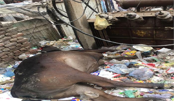 बिजली के तार से गाय की मौत 