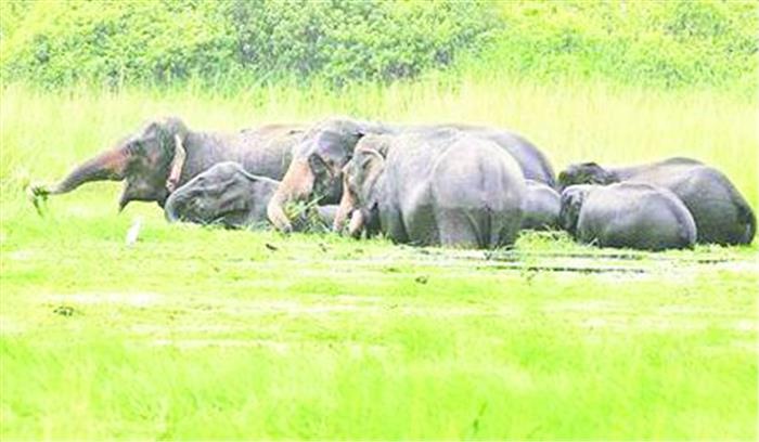 जिले में जंगली हाथियों का उत्पात जारी