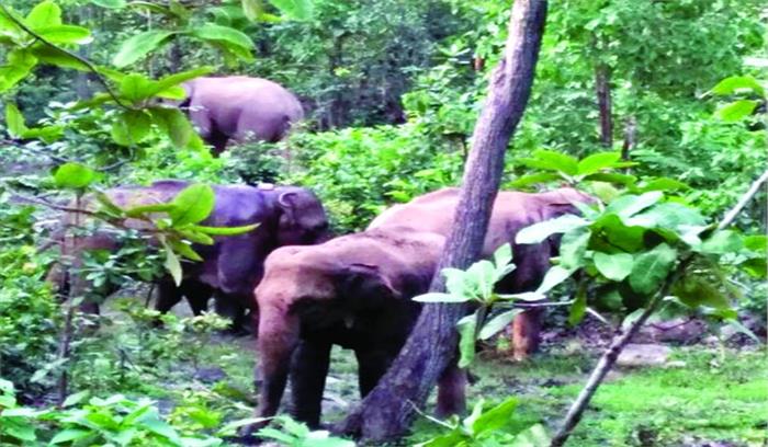 हाथियों ने ग्रामीण को पटककर मार डाला