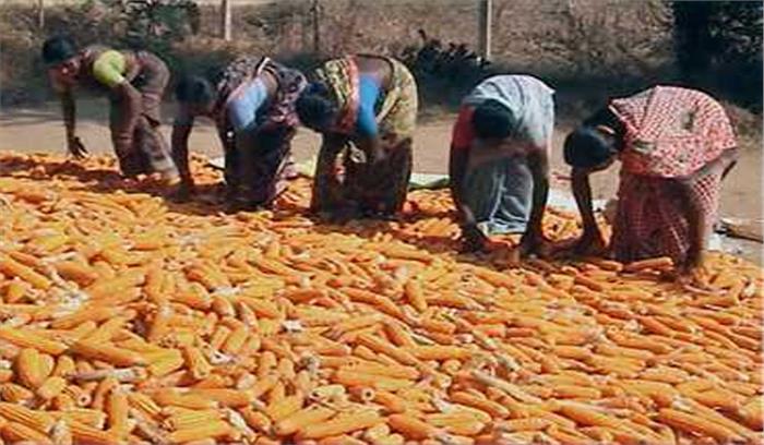 समर्थन मूल्य पर मक्के की खरीदी नहीं,किसान परेशान