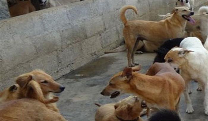 सीतापुर में दो बच्चों को आवारा कुत्तों ने नोच नोचकर मार डाला