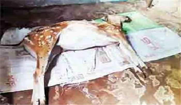 कुत्ते के काटने से हिरण की मौत 