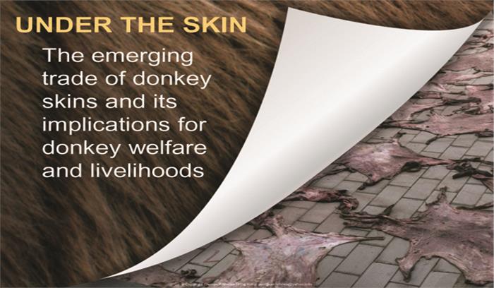 चीनी दवा के लिए दुनिया भर में बेरहमी से मारे जा रहे हैं गधे
