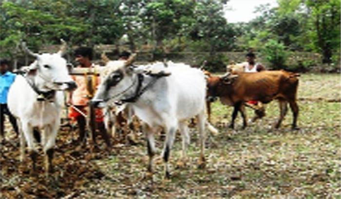 दल्लीराजहरा : फसल बोआई को लेकर किसान चिंतित