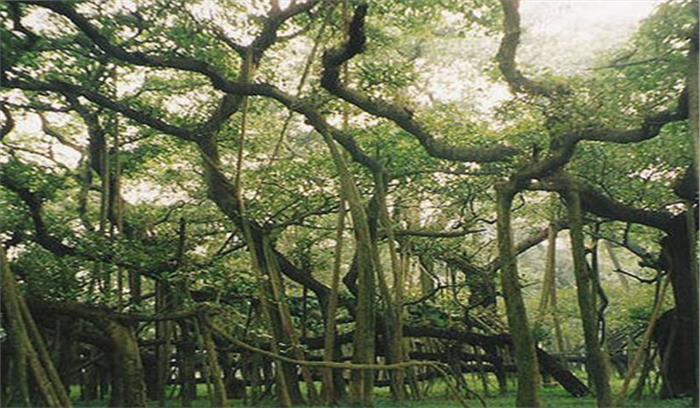 असम: घने जंगलों में सुरक्षा बलों और उग्रवादियों के बीच मुठभेड़