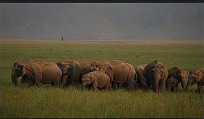 जिम काॅर्बेट राष्ट्रीय उद्यान में 1 हाथी की मौत