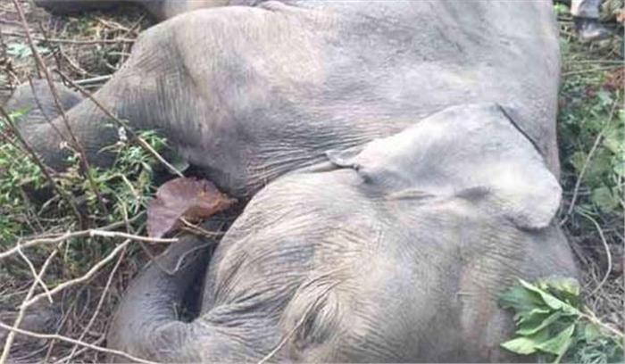 हाथी को लगाया गया रेडियो कॉलर