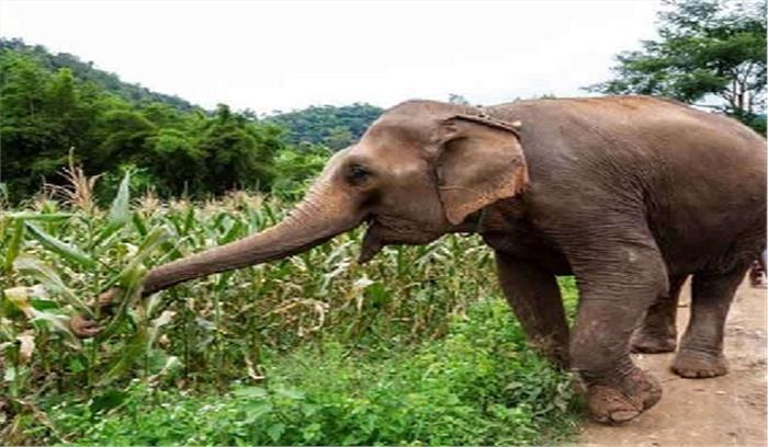 हाथियों के दल ने परिवार के 6 सदस्यों को घेरा