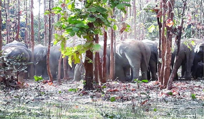रात में खदेड़े गए हाथी तड़के फिर लौटे