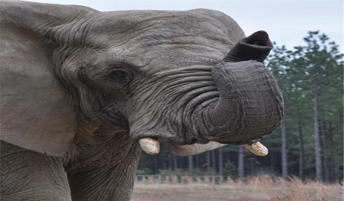 बोरो रेंज में हाथियों का उत्पात, 6 मकान तोड़े बोरो रेंज में हाथियों का उत्पात, 6 मकान तोड़े