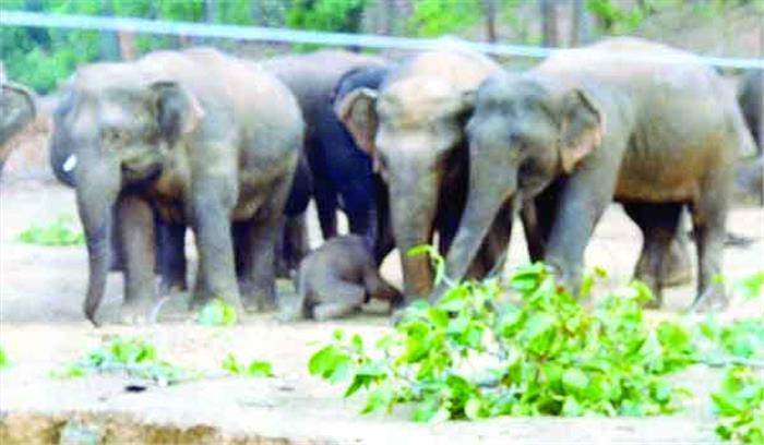 हाथियों ने अब तक 137 लोगों को उतारा मौत के घाट