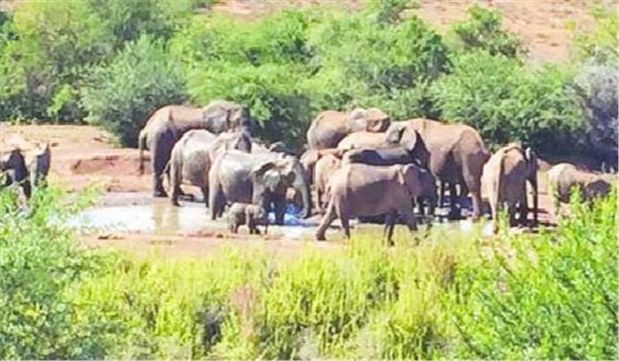 हाथियों ने 40 किसानों की फसल रौंदी