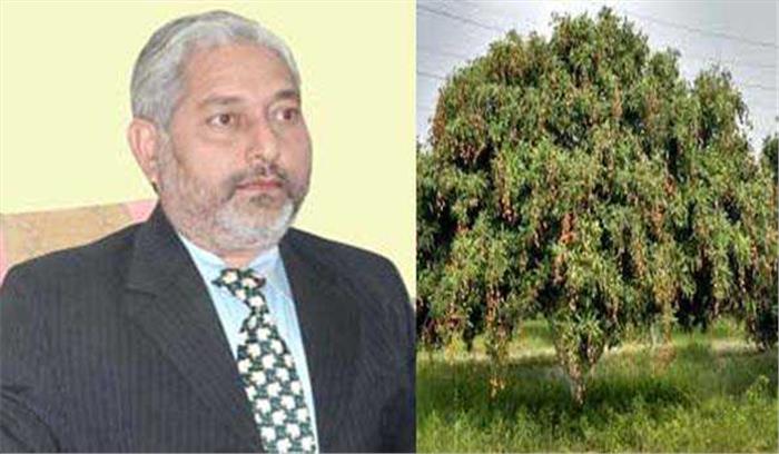 लीची के बाग मुर्गे की बांग से हो रहे गुलजार