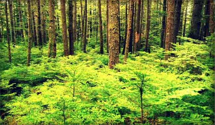 विश्व पर्यावरण दिवस: वन माफियाओं के चंगुल से मिले जंगल को आजादी 