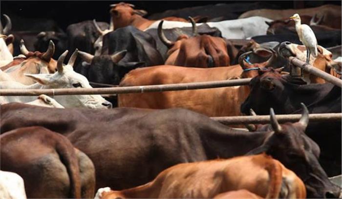 एटा :गौशाला में करंट लगने से 10 गाय और एक सांड की मौत