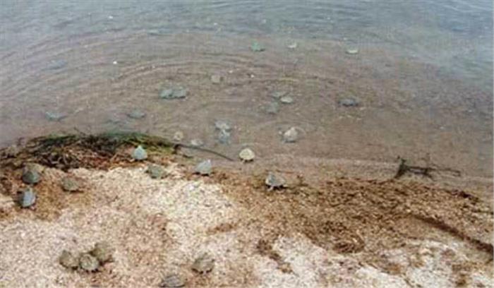 बटागुर प्रजाति के कछुओ के जन्म लेने से चंबल सेचुरी को नई उम्मीद