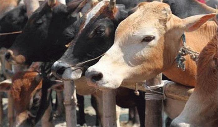 गौवंश को सुरक्षित रखने के लिए इटावा के 52 गांवो मे बनेंगी गौशाला