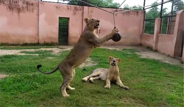 इटावा लायन सफारी में दो शेरनी कोरोना संक्रमित