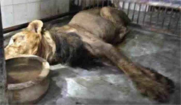 इटावा सफारी मे तौकीर की मौत से मचा हडकंप