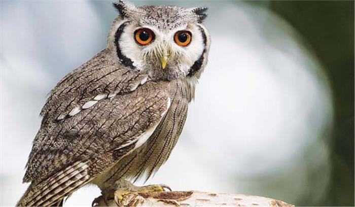 दीपावली में उल्लू पर मंडराते खतरे के बादल