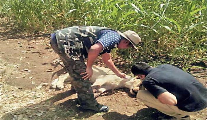 खेत के कुंए से मिला शेरनी का शव