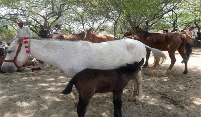 गधा मेले में सवा लाख में बिकी ‘दीपिका’