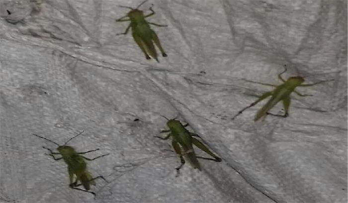 खेतों की फाफा का घरों में आतंक, बढ़ी परेशानी