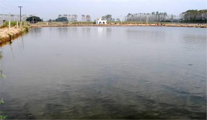 थाई मांगुर का पालन जारी अफसरों पर पड़ेगा भारी थाई मांगुर का पालन जारी अफसरों पर पड़ेगा भारी