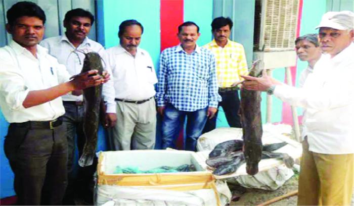 प्रतिबंधित थाईलैंड मांगुर मछली जब्त