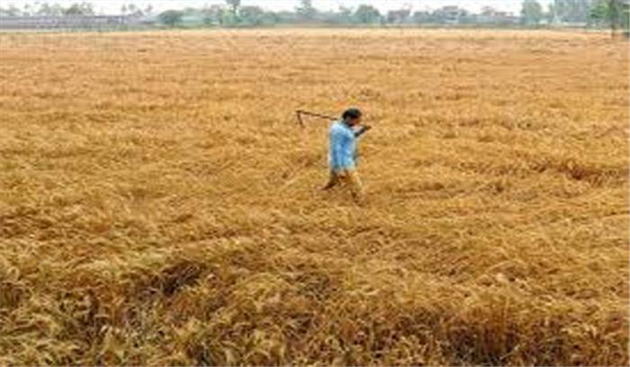 खाद्यान्न उत्पादक राज्यों में करीब 1 करोड़ 95 लाख टन गेहूं की सरकारी खरीद