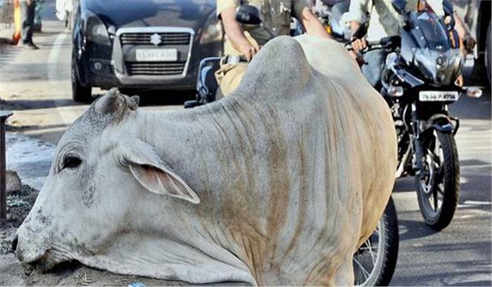 जयपुर: आवारा पशुओं को पकड़ने का चलाया जाएगा अभियान