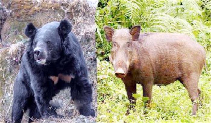 घटते जंगल से आबादी क्षेत्रों में घुसने लगे है वन्य जीव