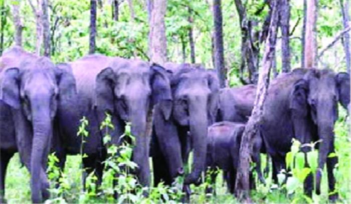 दीवार तोड़कर अस्पताल परिसर में घुसा हाथी, कर्मचारियों में दहशत