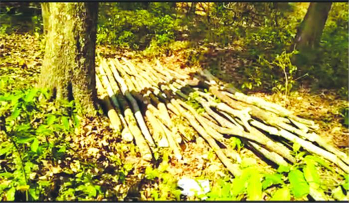 सेंट्रिंग के लिए काट दिए दो सौ पेड़