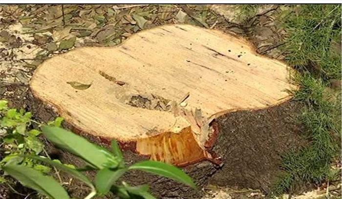 सिवनी जिले के वन अधिकारी के बंगले से चोरी हुआ चंदन का पेड़