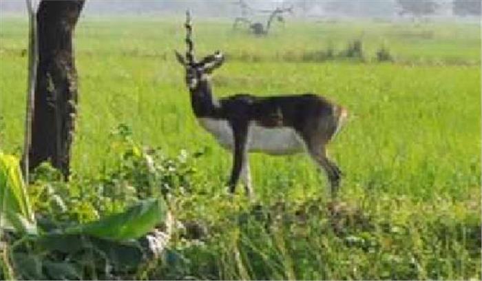 सिवनी: काले हिरण की खाल सहित 1 आरोपी गिरफ्तार