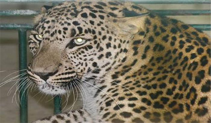 मध्यप्रदेश :गड़े धन के लिए तेंदुए का शिकार