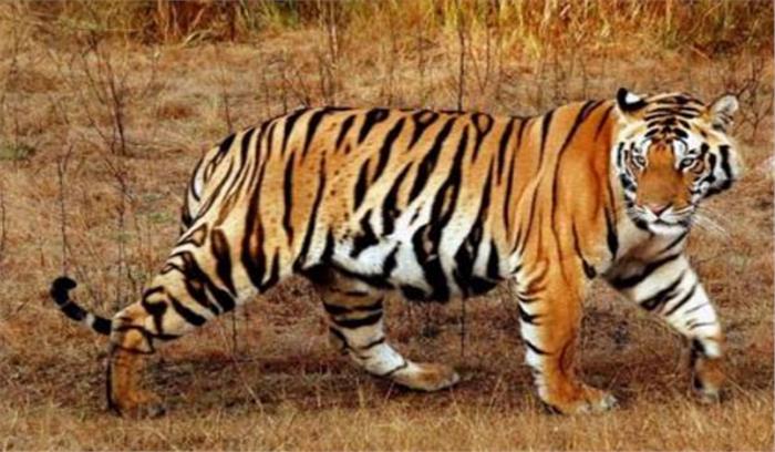 कोरबा में टाइगर की दस्ते?