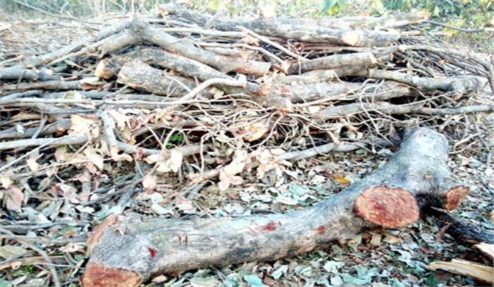 पहाड़ पर हो रही पेड़ों की अवैध कटाई