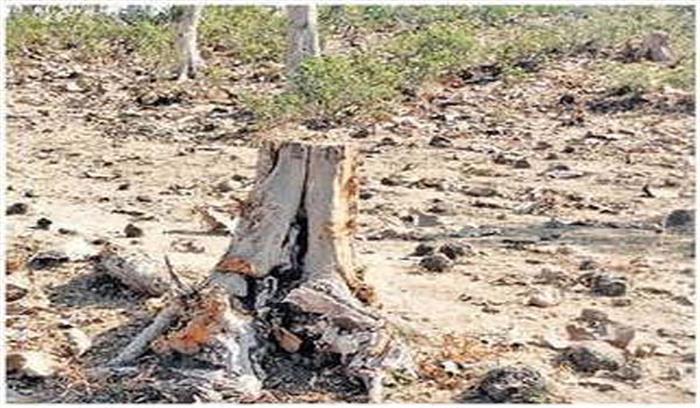 वन विकास निगम क्षेत्र में पेड़ों की अवैध कटाई