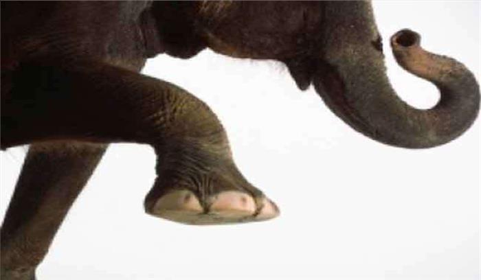 हाथियों ने फिर एक महिला को कुचलकर मार डाला